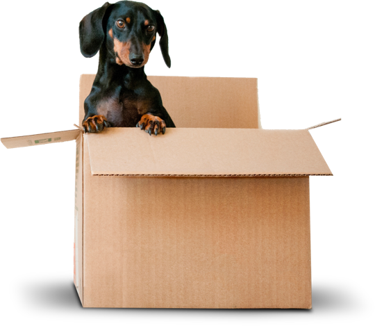 Dog in a box